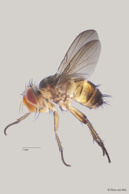 Ceromya sp. "ZRCBDP00063573" • © Phua Jun Wei • All Rights Reserved