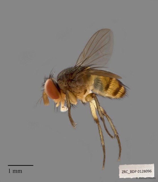 Ceromya sp. "ZRCBDP00128096" • © Maimon Hussin • All Rights Reserved