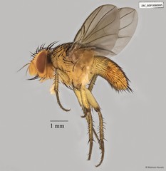 Ceromya sp. "ZRCBDP0063415"