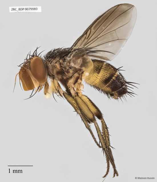 Ceromya sp. "ZRCBDP0063501" • © Maimon Hussin • All Rights Reserved