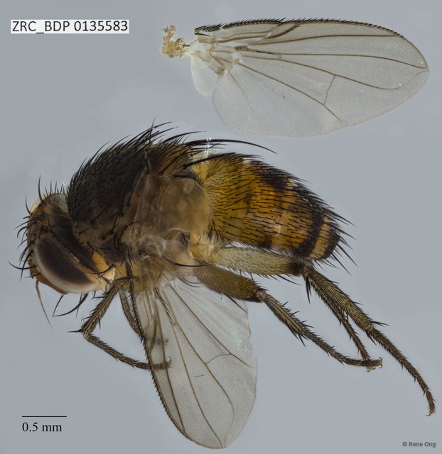Ceromya sp. "ZRCBDP0091419" • © Rene Ong • All Rights Reserved