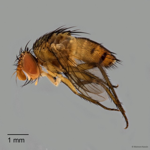 Ceromya sp. "ZRCBDP0127776" • © Maimon Hussin • All Rights Reserved