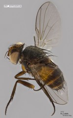 Ceromya sp. "ZRCBDP0269558"