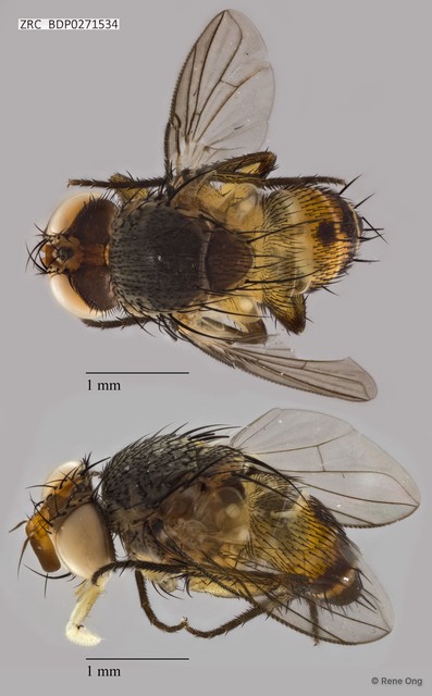 Ceromya sp. "ZRCBDP0271534" • © Rene Ong • All Rights Reserved
