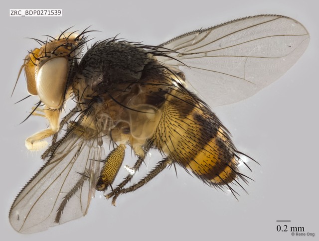 Ceromya sp. "ZRCBDP0271539" • © Rene Ong • All Rights Reserved