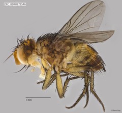 Ceromya sp. "ZRCBDP0271546"