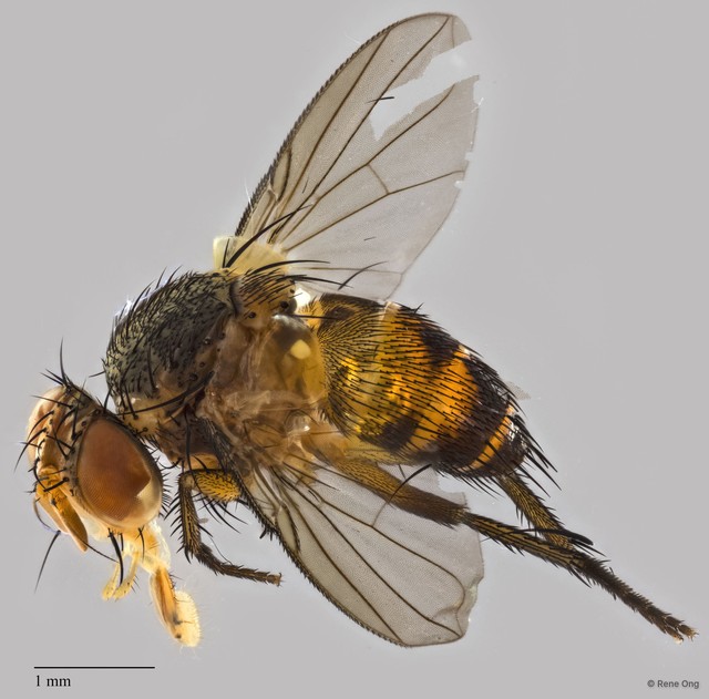Ceromya sp. "ZRCBDP0271690" • © Rene Ong • All Rights Reserved