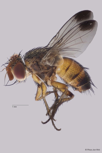 Ceromya rotundicornis • © Phua Jun Wei • All Rights Reserved