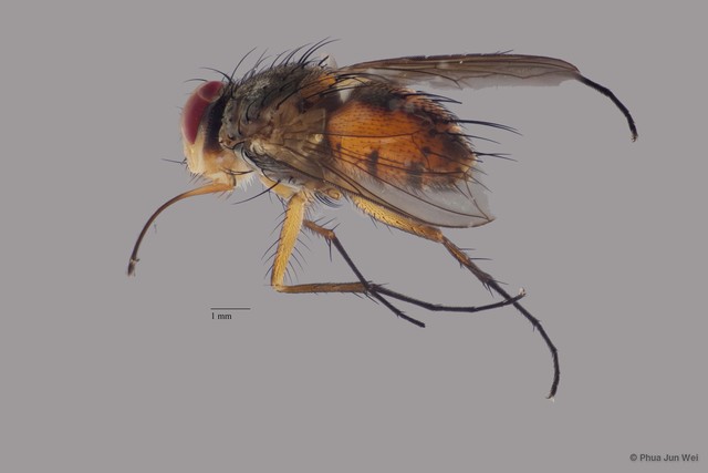 Dexia sp. "cf. vitata ZRCBDP0056377" • © Phua Jun Wei • All Rights Reserved