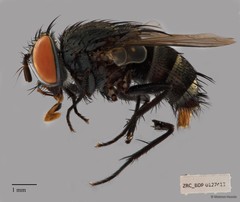 Drino (Palexorista) sp. "ZRCBDP00127413"