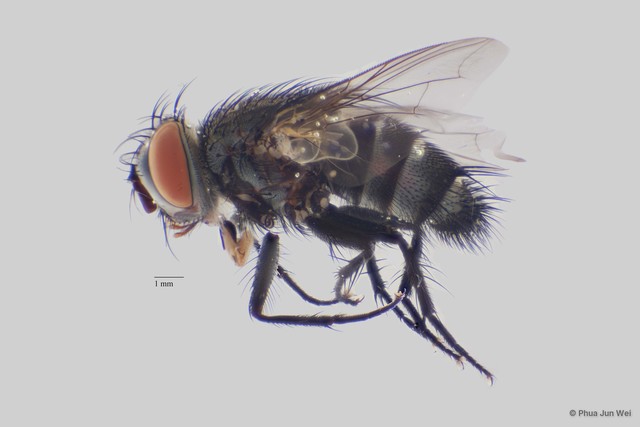 Exorista sp. "cf. japonica ZRCBDP0025592" • © Phua Jun Wei • All Rights Reserved