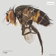 Peribaea sp. "ZRCBDP0021767"