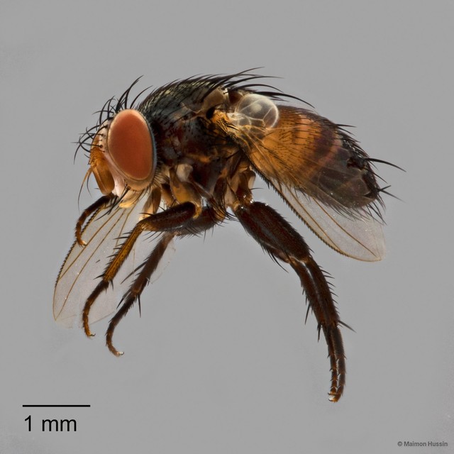 Peribaea sp. "ZRCBDP0127425" • © Maimon Hussin • All Rights Reserved