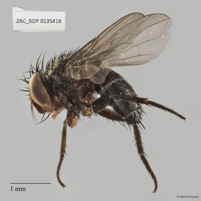 Peribaea sp. "ZRCBDP0134921" • © Maimon Hussin • All Rights Reserved