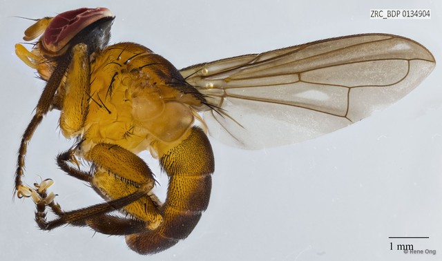 Phasia sp. "ZRCBDP0134904" • © Rene Ong • All Rights Reserved