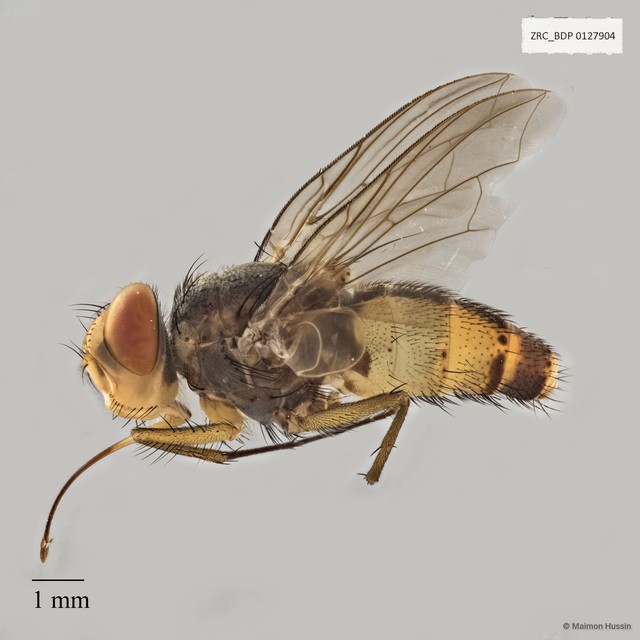 Prosena sp. "ZRCBDP0020061" • © Maimon Hussin • All Rights Reserved