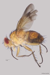 Semisuturia sp. "cf. mellea Wiedemann ZRCBDP00063578" • © Phua Jun Wei • All Rights Reserved
