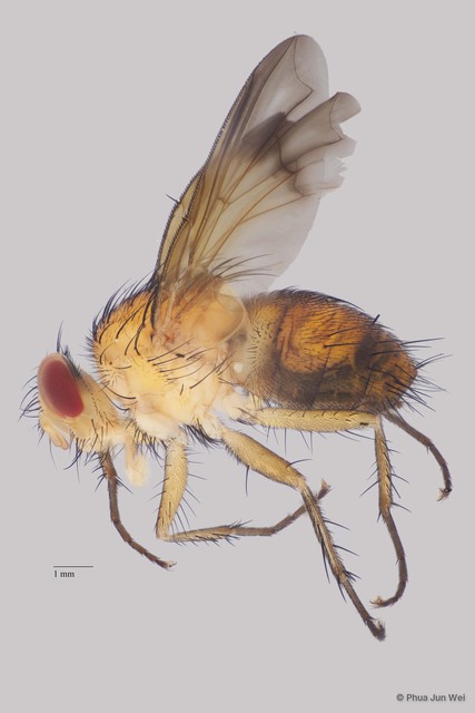 Semisuturia sp. "cf. mellea Wiedemann ZRCBDP00063578" • © Phua Jun Wei • All Rights Reserved