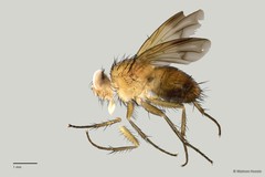 Semisuturia sp. "cf. mellea Wiedemann ZRCBDP00063578" • © Maimon Hussin • All Rights Reserved
