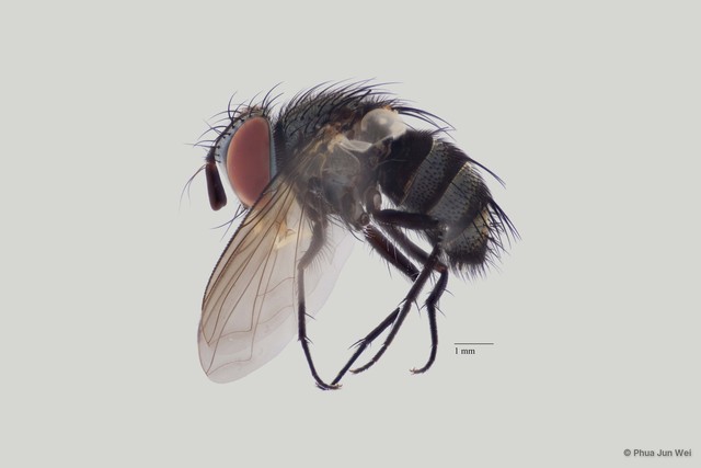 Senometopia sp. "(nr. rondaniella) ZRCBDP00063424" • © Phua Jun Wei • All Rights Reserved