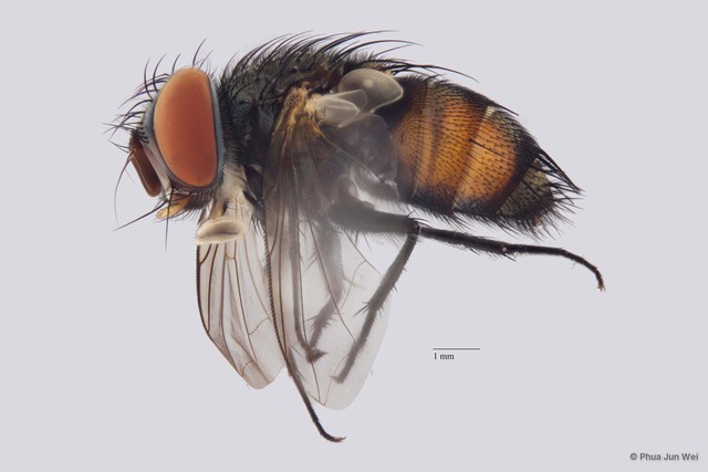 Senometopia sp. "ZRCBDP00025141" • © Phua Jun Wei • All Rights Reserved