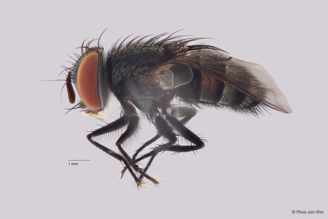 Senometopia sp. "ZRCBDP00056621" • © Phua Jun Wei • All Rights Reserved