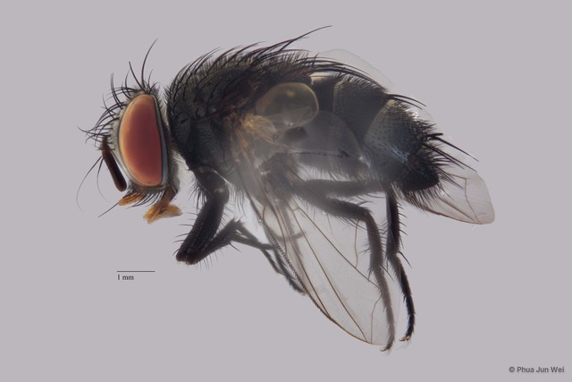 Senometopia sp. "ZRCBDP00063542" • © Phua Jun Wei • All Rights Reserved