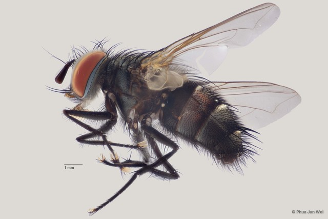 Senometopia sp. "ZRCBDP0056542" • © Phua Jun Wei • All Rights Reserved
