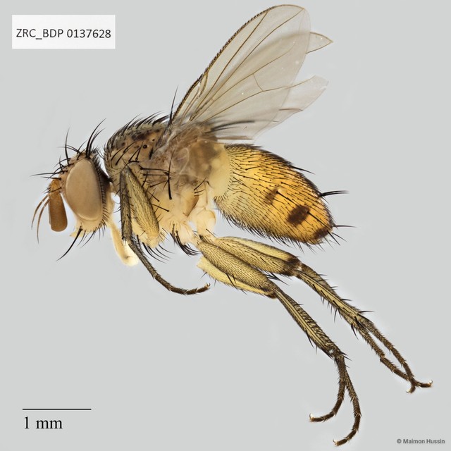 Siphona (Aphantorhaphopsis) sp. "ZRCBDP0137628" • © Maimon Hussin • All Rights Reserved