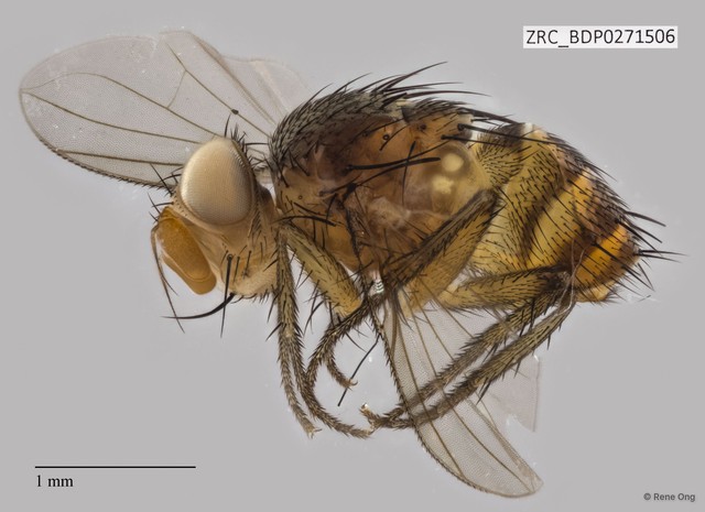 Siphona (Aphantorhaphopsis) sp. "ZRCBDP0271506" • © Rene Ong • All Rights Reserved