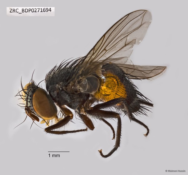 Siphona (Aphantorhaphopsis) sp. "ZRCBDP0271694" • © Maimon Hussin • All Rights Reserved