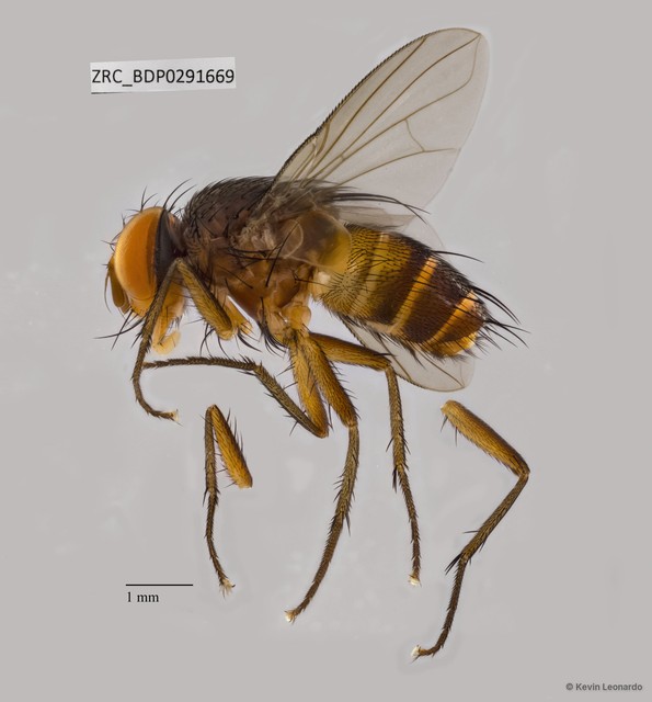 Siphona (Aphantorhaphopsis) sp. "ZRCBDP0291668" • © Kevin Leonardo • All Rights Reserved