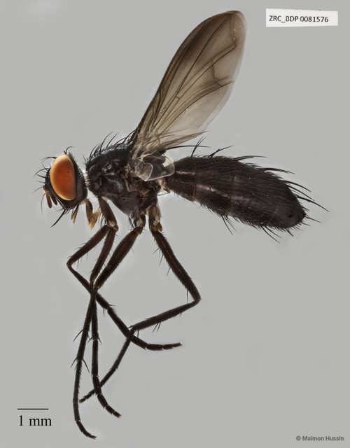 Sumpigaster sumatrensis • © Maimon Hussin • All Rights Reserved