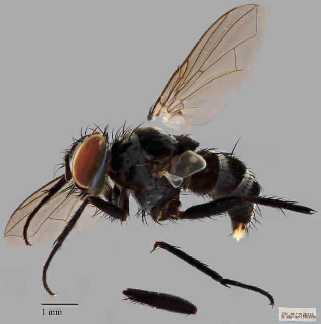Trigonospila transvittata • © Maimon Hussin • All Rights Reserved