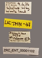 Acanthonevra vaga • All Rights Reserved Museum Label