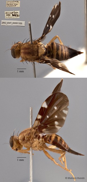 Acanthonevra vaga