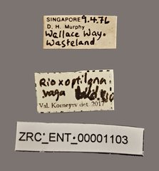 Acanthonevra vaga • All Rights Reserved Museum Label