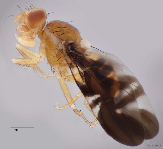 Acidiella sp. "ZRCBDP0052560" • © Arina Adom • All Rights Reserved