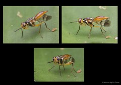 Adrama determinata • © Marcus Ng Fu Chuan • All Rights Reserved