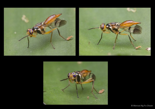 Adrama determinata