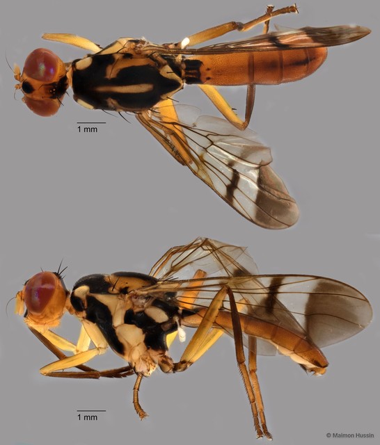 Adrama determinata