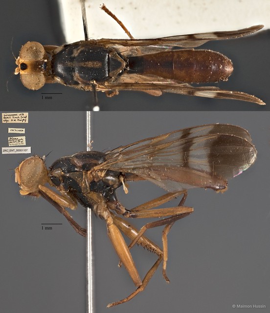 Adrama determinata