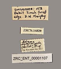 Adrama determinata • All Rights Reserved Museum Label