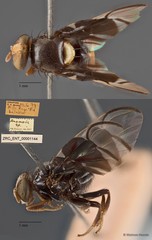 Anomoia sp. "ZRC_ENT_00001144" • © Maimon Hussin • All Rights Reserved