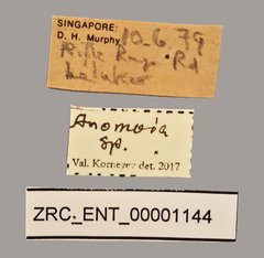 Anomoia sp. "ZRC_ENT_00001144" • All Rights Reserved Museum Label