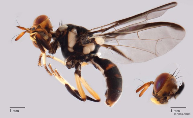 Bactrocera sp. "ZRCBDP0063651" • © Arina Adom • All Rights Reserved