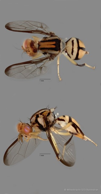 Bactrocera sp. "ZRCBDP0128212" • © Miteshravin S/O Ravindran • All Rights Reserved