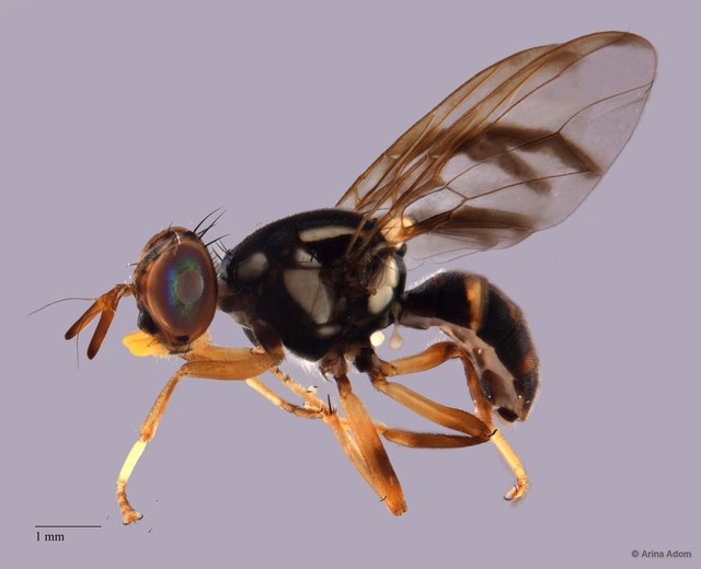 Bactrocera albistrigata • © Arina Adom • All Rights Reserved