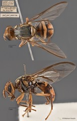 Bactrocera carambolae • © Maimon Hussin • All Rights Reserved