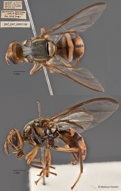 Bactrocera carambolae • © Maimon Hussin • All Rights Reserved